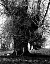 Shobrooke Trees Series #2